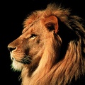 African Male Lion, Kenya